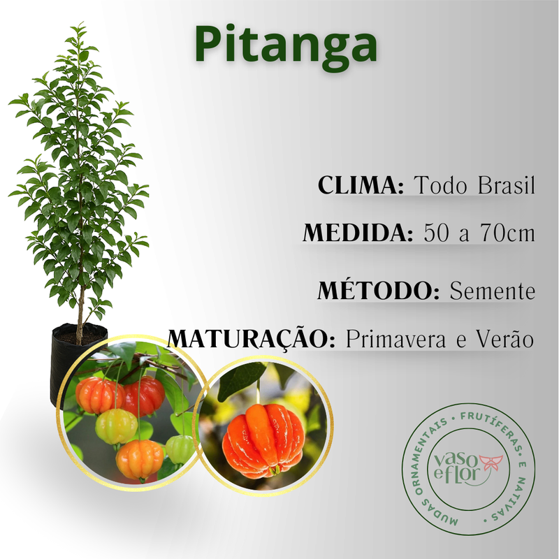 como fazer muda de pitanga por semente