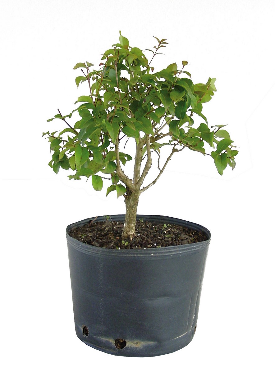 Como escolher as melhores sementes de pitanga