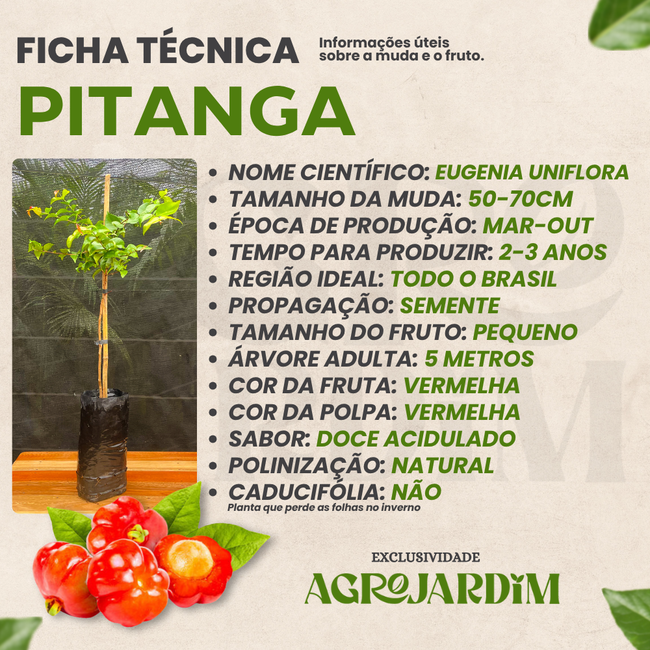 Guia completo sobre o substrato ideal para pitangueiras