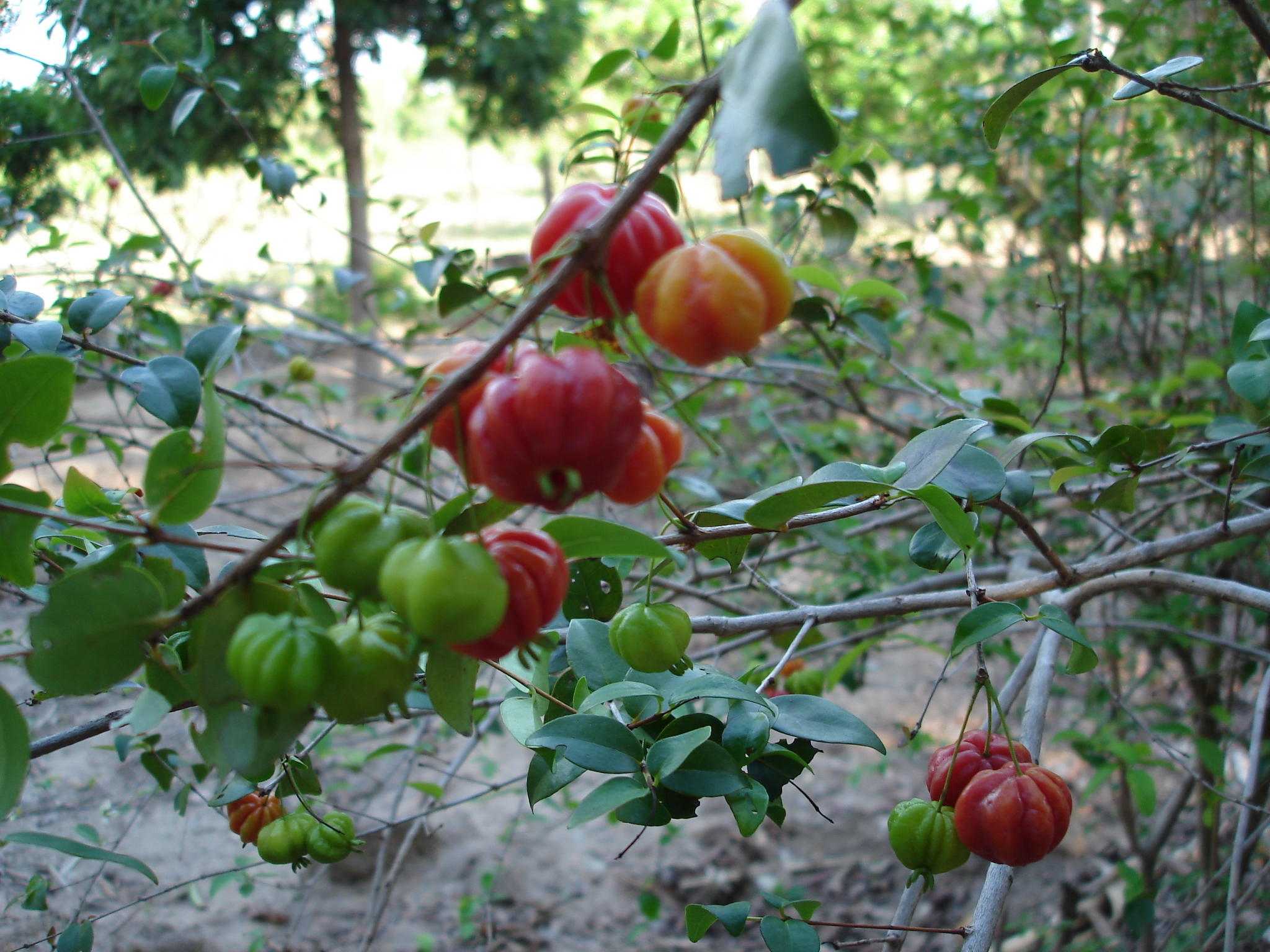 Dicas para acelerar a frutificação da sua pitangueira