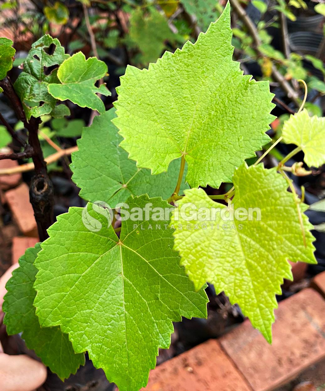 como fazer muda de uva niágara