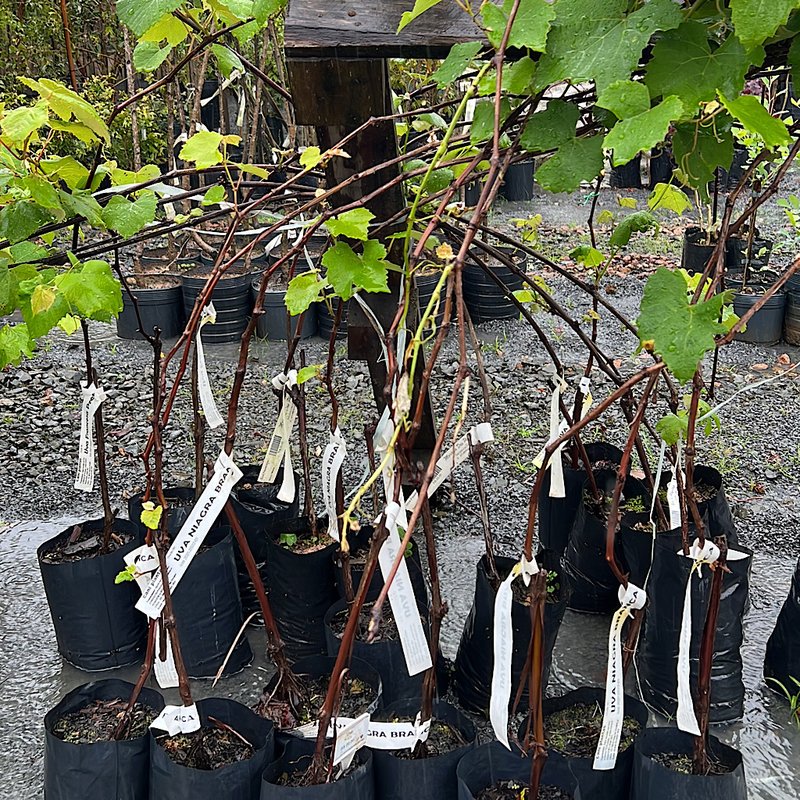 Guia Completo: Como Escolher o Melhor Galho para Estacas de Uva Niágara