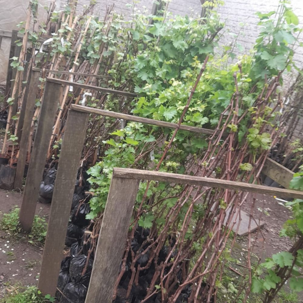 Uva Niágara em Vaso: Dicas Essenciais para o Cultivo Urbano