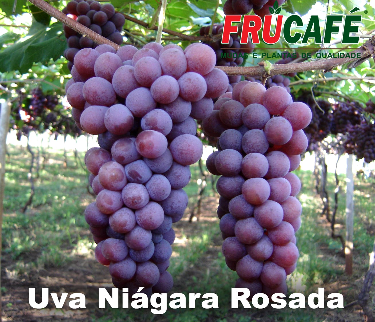 Calendário da Videira: A Melhor Época para Poda e Plantio de Uva Niágara