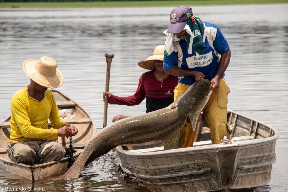 Concorrência e Mudanças Climáticas