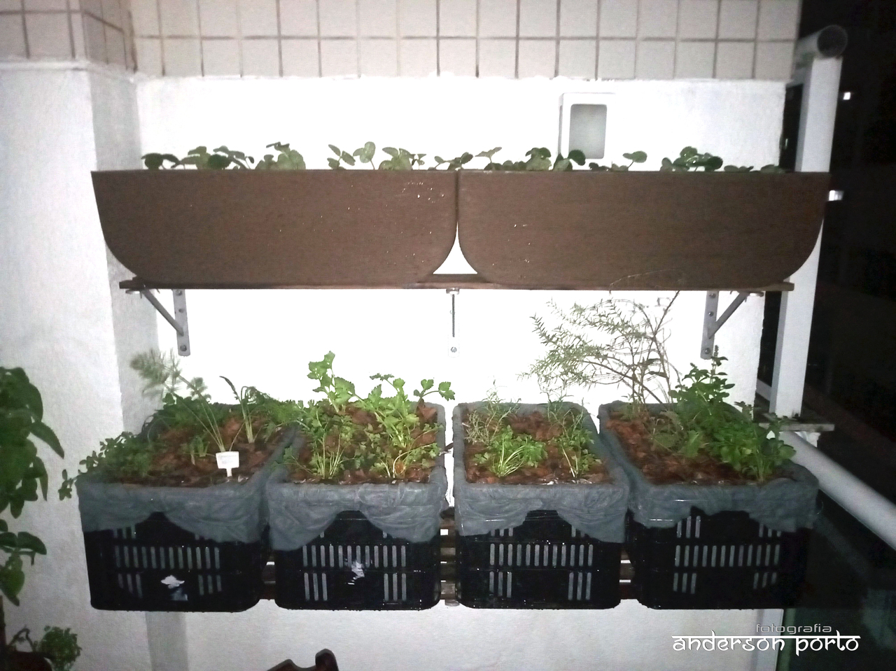 5 Dicas de Plantas Companheiras para sua Horta em Caixote