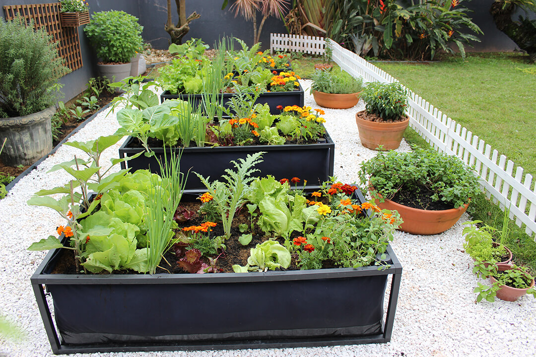 Guia Completo de Adubação para Hortas em Recipientes