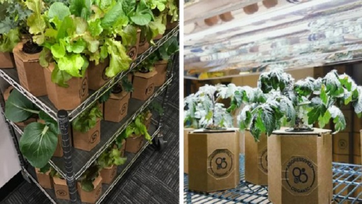 5 Dicas de Plantas Companheiras para sua Horta em Caixote