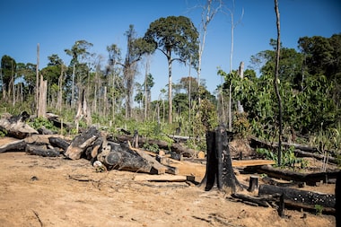 Parcerias Municipais e Regularização: Pilares no Combate ao Desmatamento