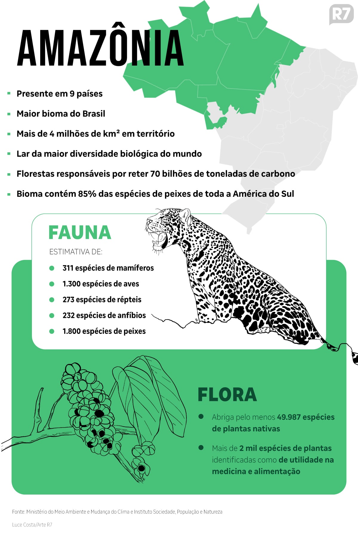 Resultados Concretos: A Queda Histórica no Desmatamento da Amazônia