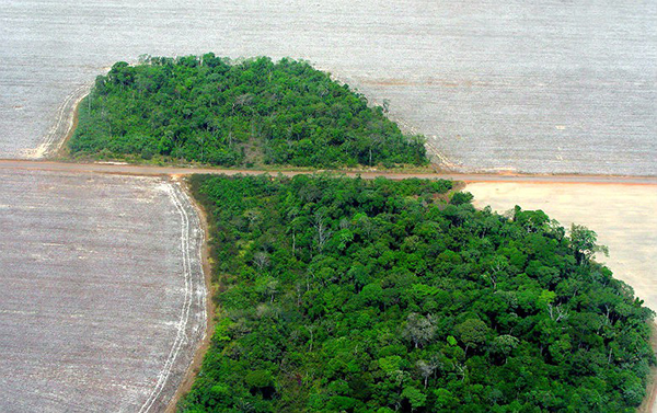 Bioeconomia e Incentivos: Tornando a Floresta em Pé Lucrativa