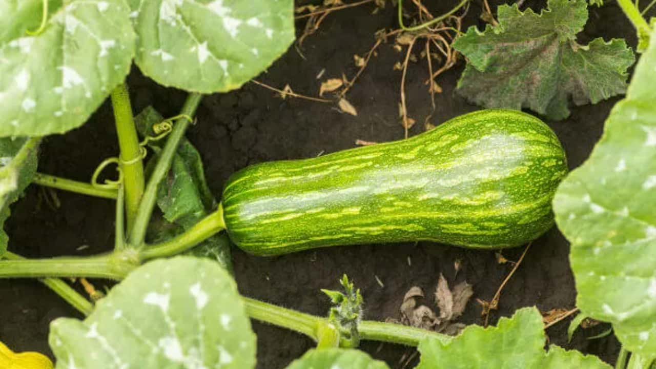como plantar abobrinha em horta pequena