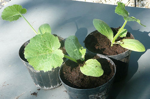 Receitas fáceis com abobrinha fresca