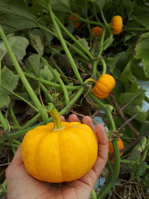 Como identificar e tratar pragas na abobrinha