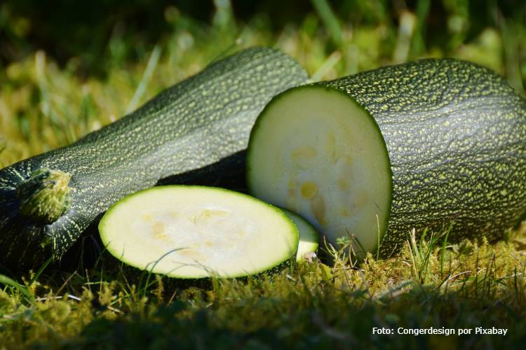 Receitas fáceis com abobrinha fresca