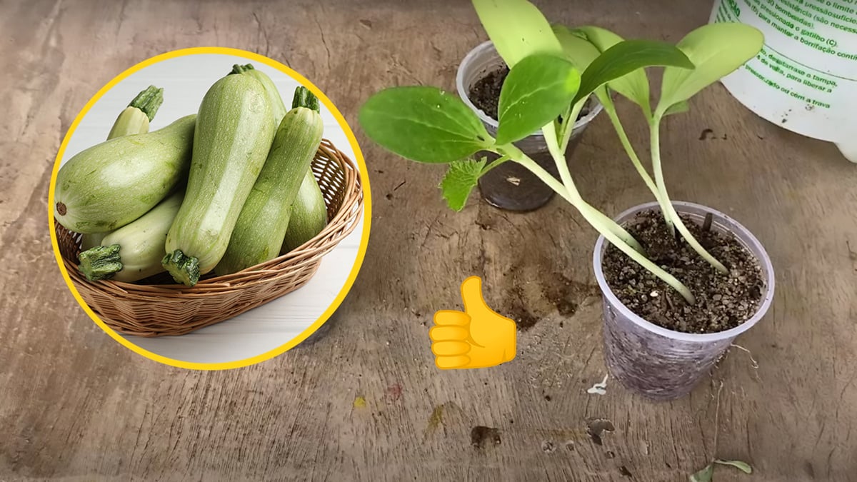 como plantar abobrinha em horta pequena