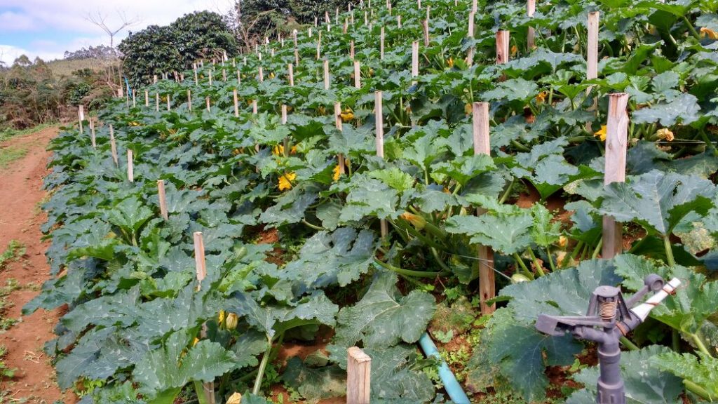 Melhores vasos para plantar abobrinha