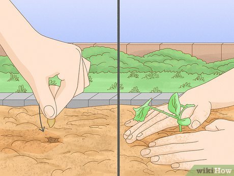 Guia completo de adubação para abobrinha