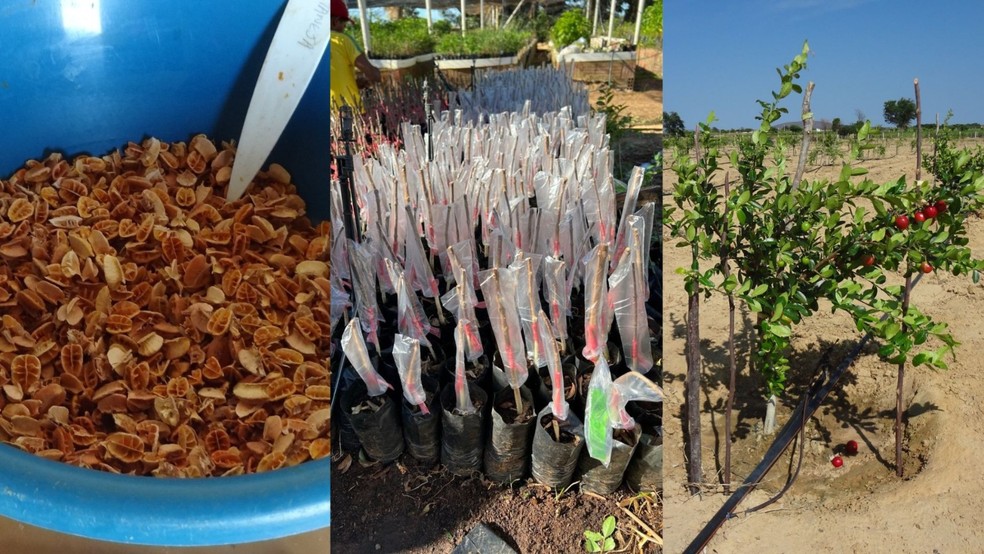 como plantar acerola e fazer poda de produção