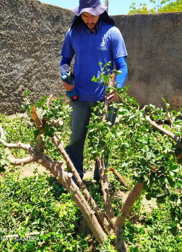 como plantar acerola e fazer poda de produção