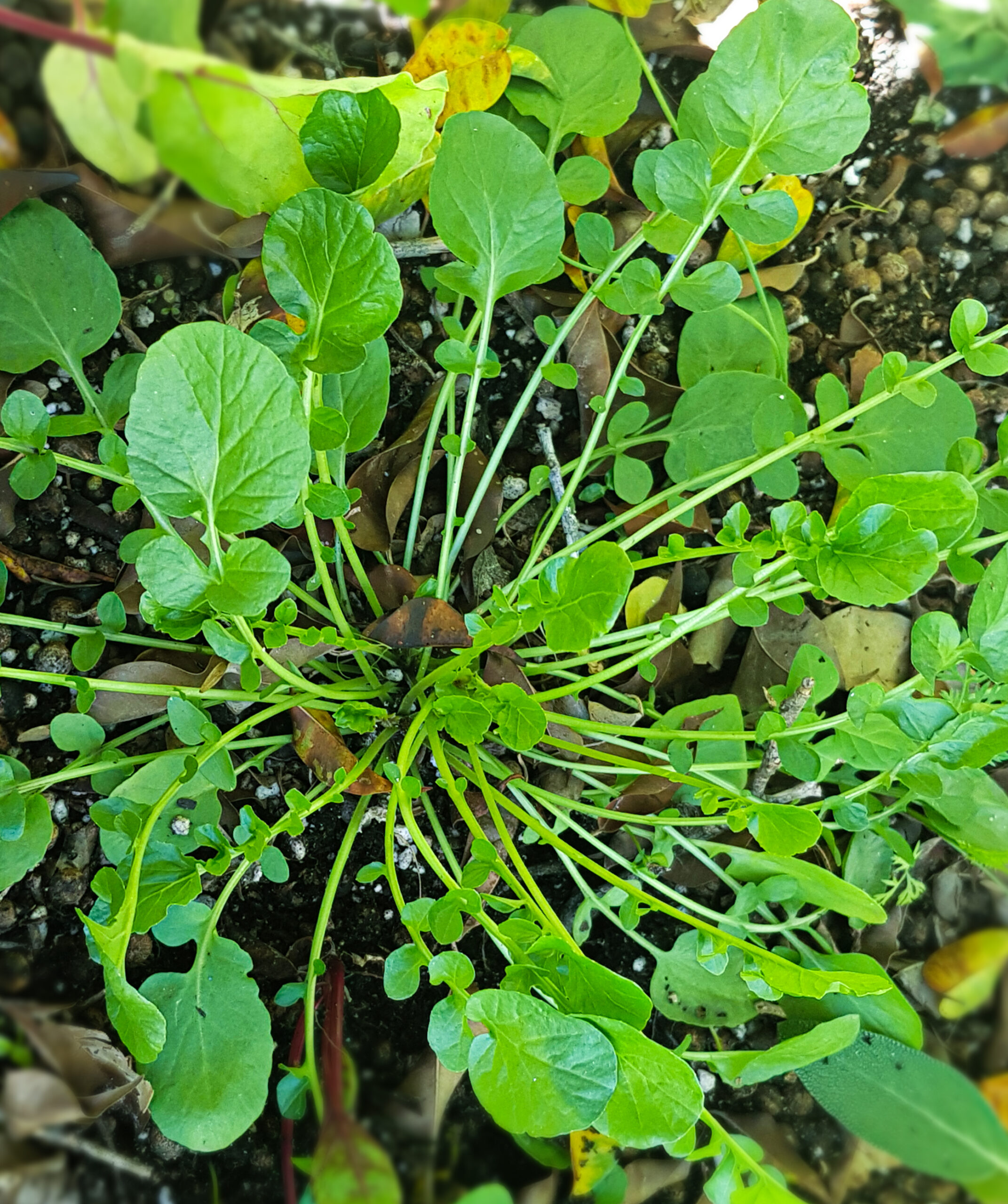 como plantar agrião de terra firme