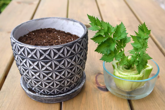 Como Regenerar Aipo a Partir da Base: Guia Passo a Passo