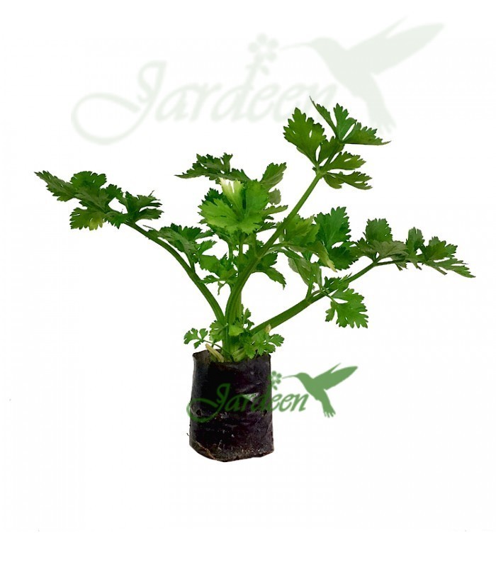 Germinação de Sementes de Salsão: Dicas para Acelerar o Processo