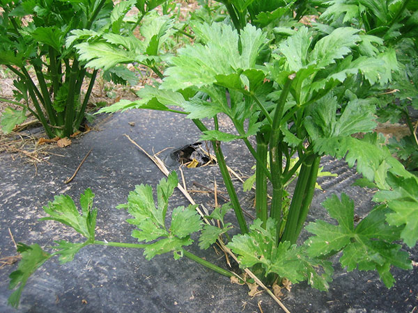 Colheita de Aipo: Quando e Como Colher para Máximo Rendimento