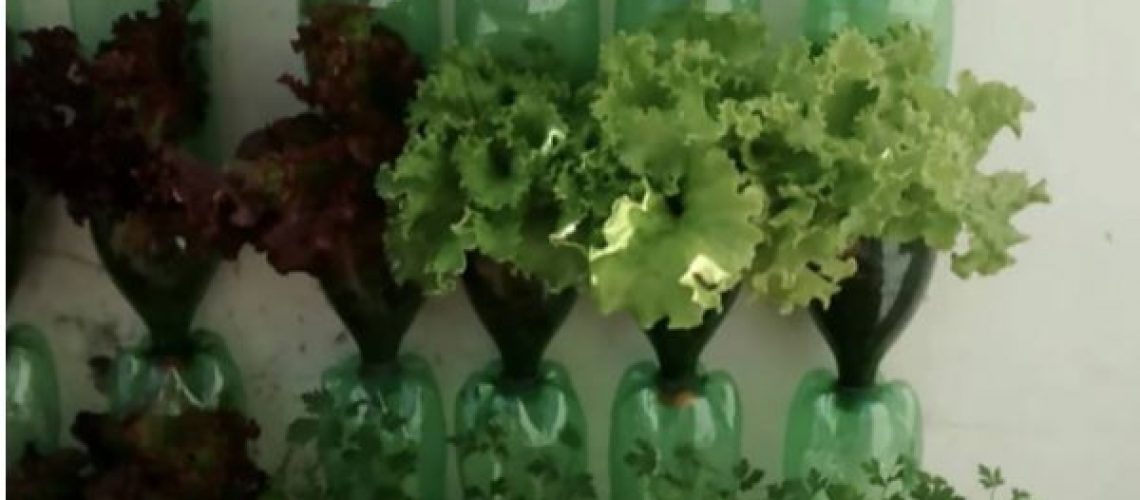 Guia Completo: Época Ideal e Cuidados com a Alface em Garrafa PET