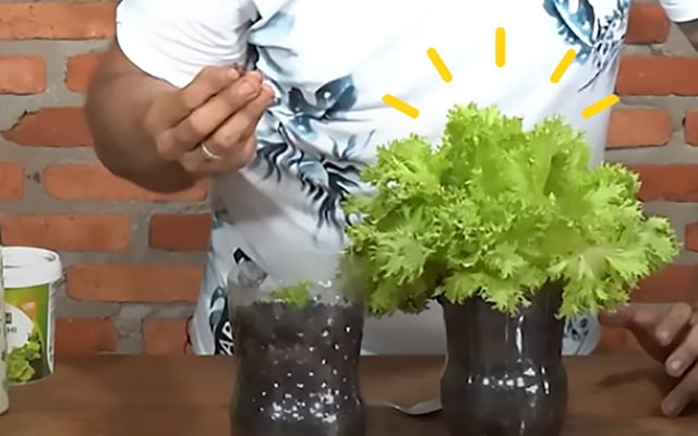 Aproveitando a Luz Solar: Otimizando a Luminosidade para Alface em Apartamento