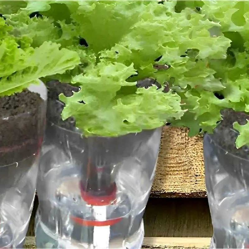 como plantar alface em garrafa pet