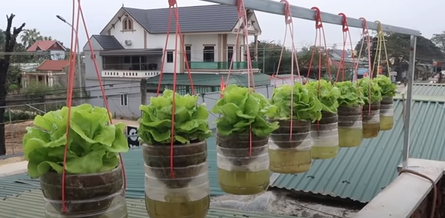 Guia Completo: Época Ideal e Cuidados com a Alface em Garrafa PET