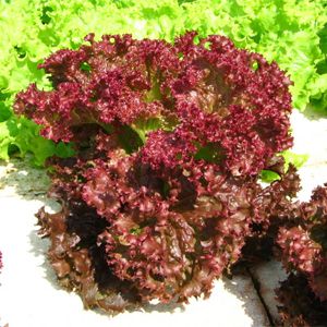 A Importância da Drenagem no Vaso para o Cultivo de Alface