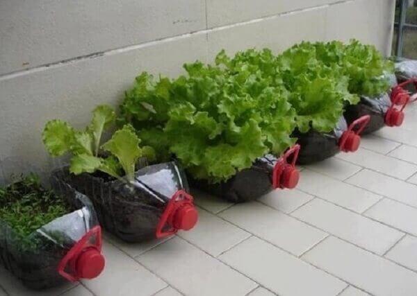 Como Combater Pragas na sua Horta de Alface em Vaso