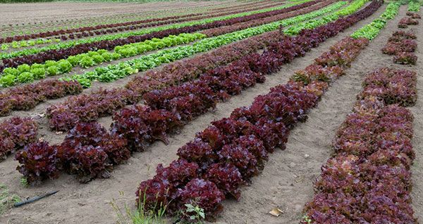 Receitas Deliciosas com Alface Roxa Fresca