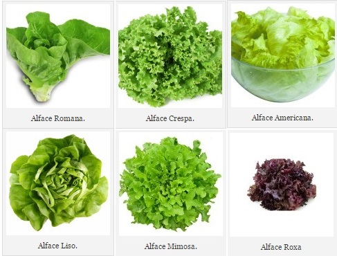 A Importância da Drenagem no Vaso para o Cultivo de Alface