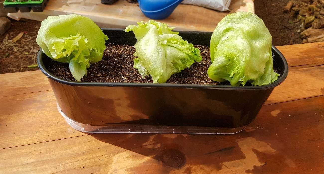 5 Dicas para uma Colheita Abundante de Alface Roxa