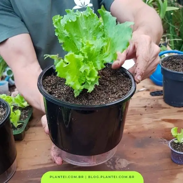 Como Combater Pragas na sua Horta de Alface em Vaso