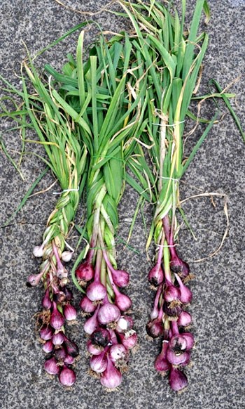 como plantar alho roxo em vaso