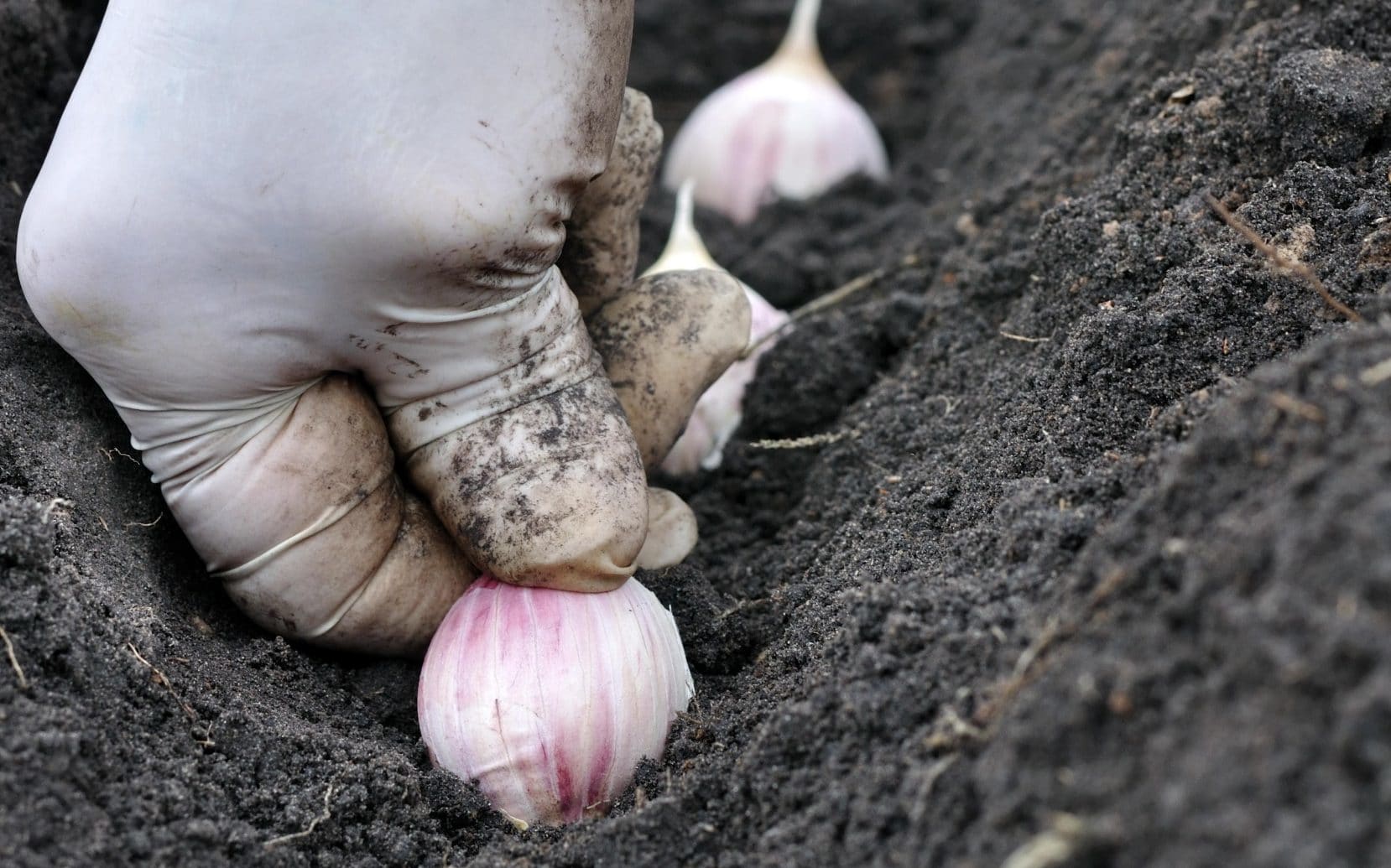 como plantar alho roxo em vaso