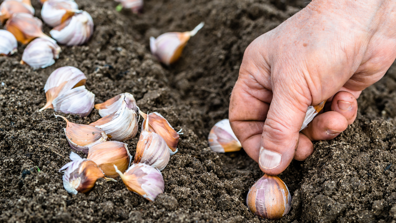 Melhores adubos para alho em vaso