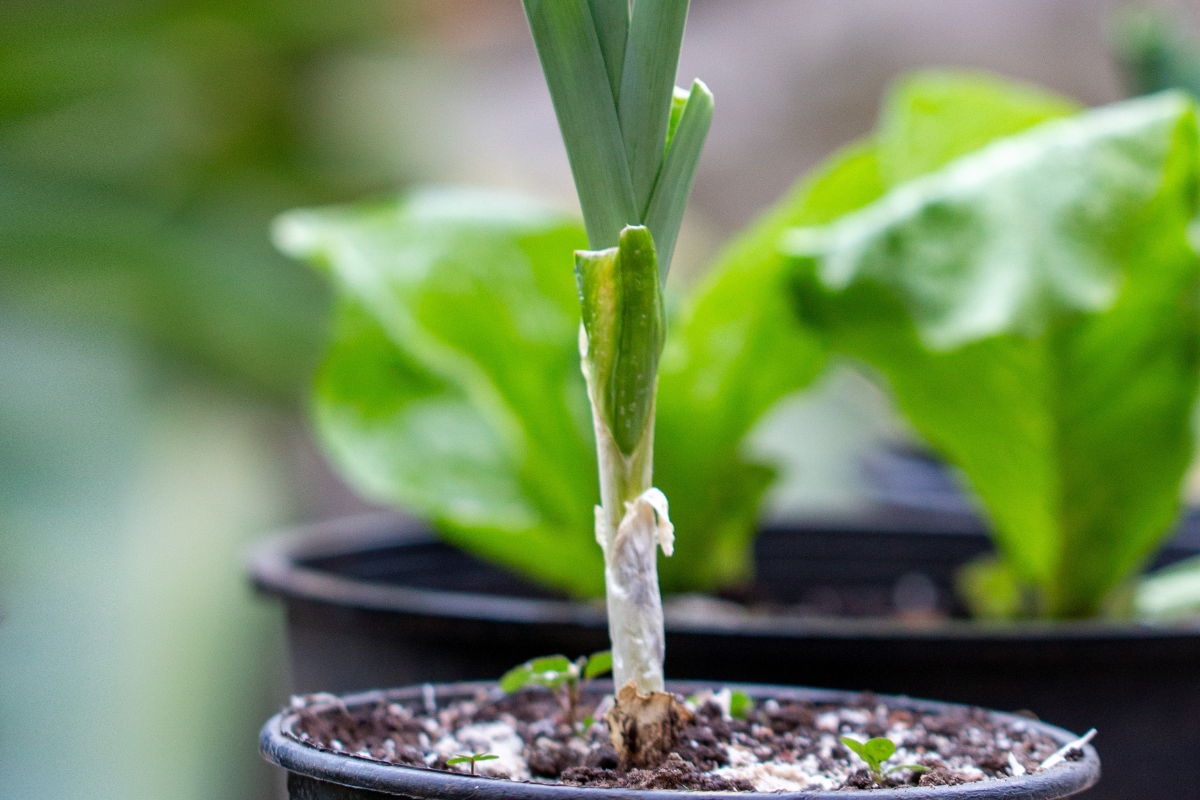 Guia completo de colheita de alho