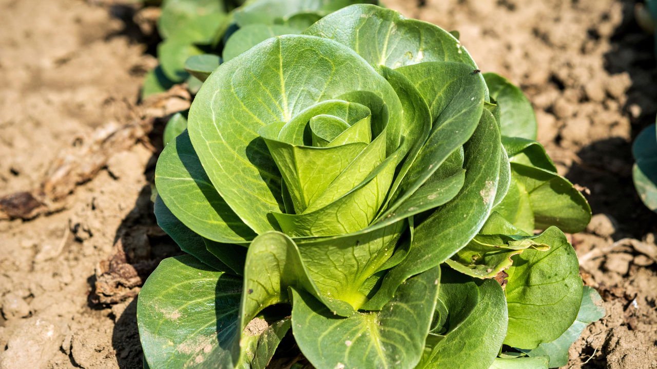 como plantar almeirão e tirar o amargo