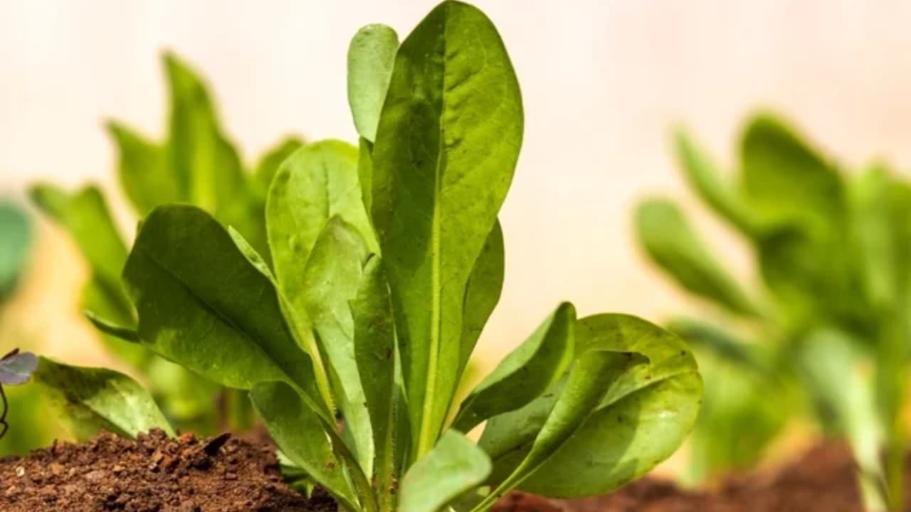 Receitas com Almeirão: 5 Maneiras Deliciosas de Usar na Cozinha