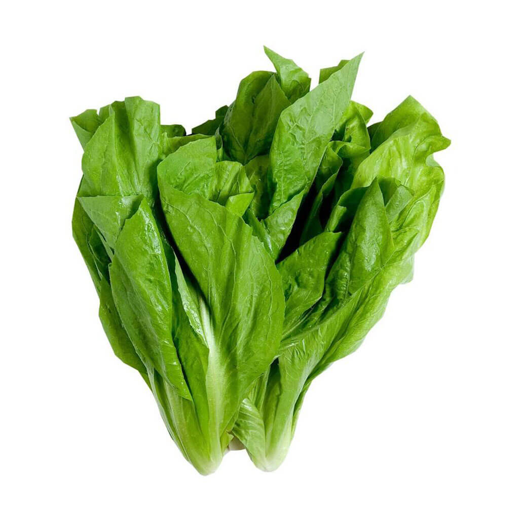 Almeirão Orgânico: Dicas para um Cultivo Saudável em Casa