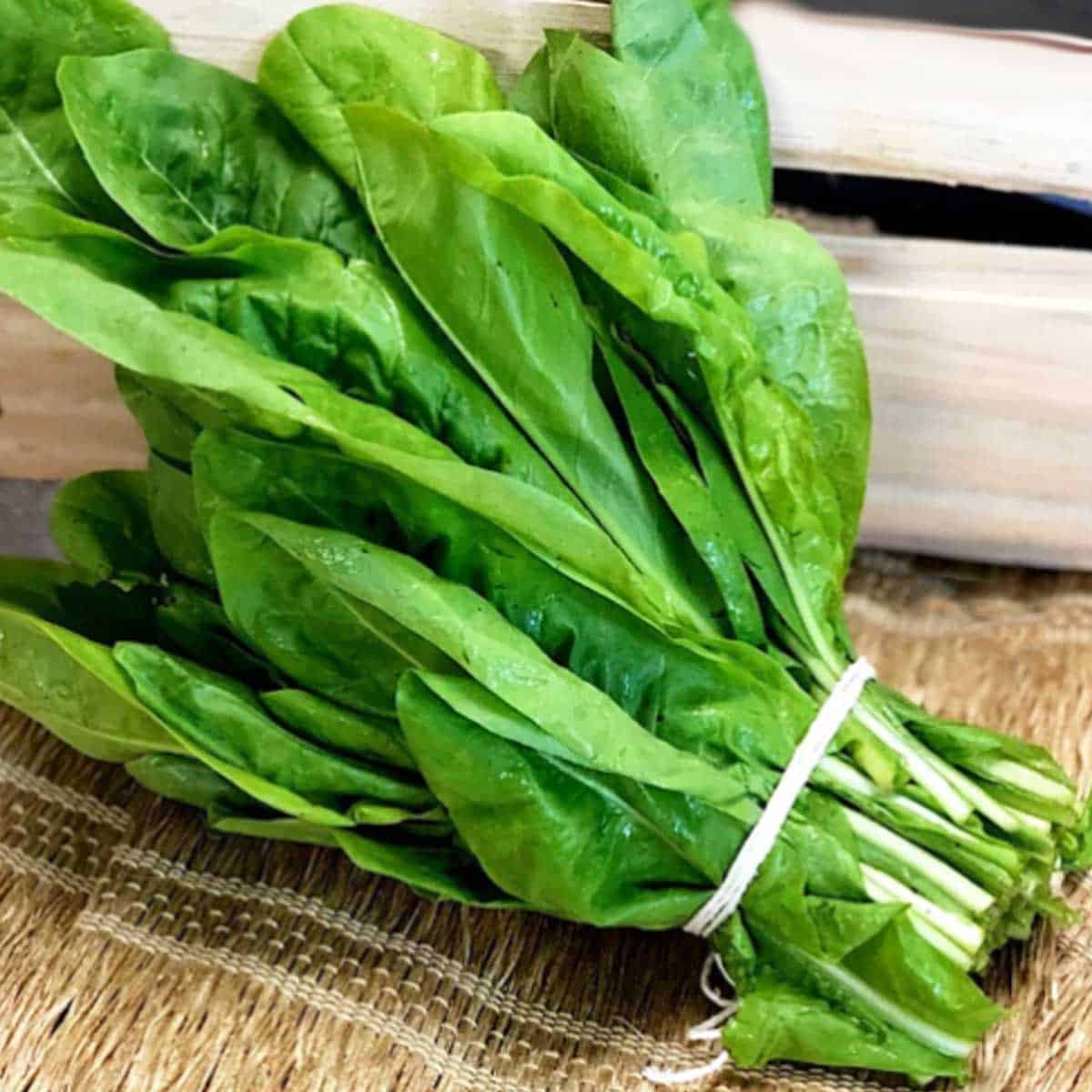 Benefícios do Almeirão para a Saúde: Mais do que Apenas Sabor