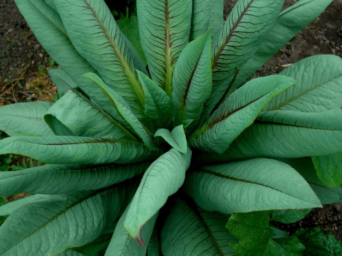 Almeirão em Vasos: Guia Completo para Cultivo em Pequenos Espaços