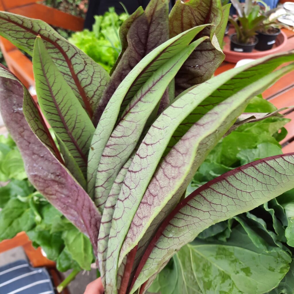 como plantar almeirão e tirar o amargo