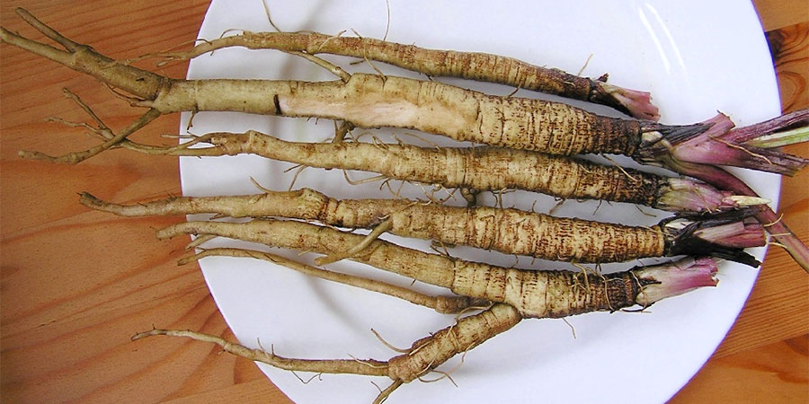 Guia Completo: Benefícios da Bardana para a Saúde e Como Consumir