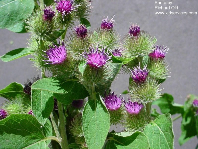 Bardana em Vasos: É Possível Cultivar em Pequenos Espaços?